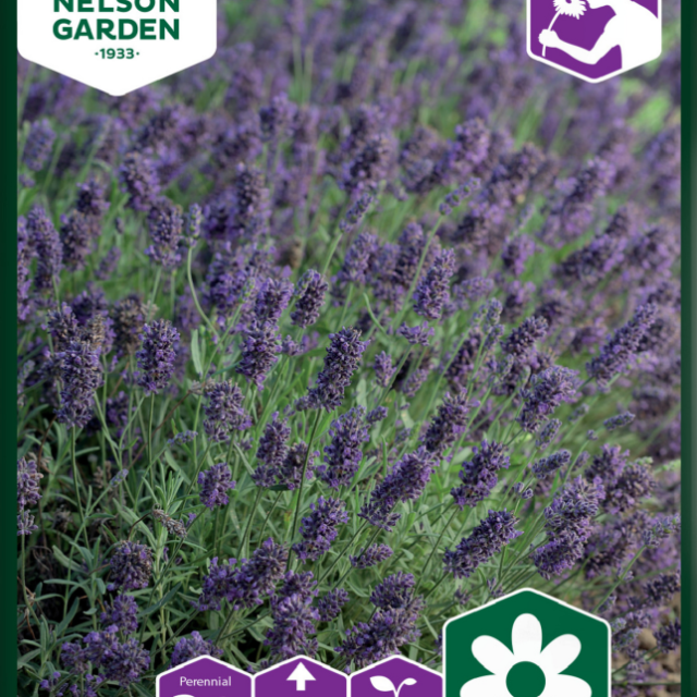 FRÖPÅSE NELSON GARDEN LAVENDEL, NELSON RÖD